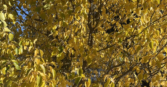 From Titles to Truth: How Parenthood Reshapes Leadership Identity